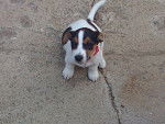 Maisie - Jack Russell Femelle (9 mois)