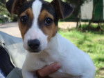 Boston - Jack Russell Mâle (2 ans)