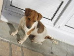 Cookie - Jack Russell Femelle (2 ans)