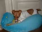 Baby - Jack Russell Femelle