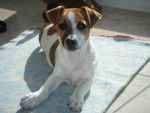 Elroy - Jack Russell Mâle (6 mois)