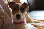 June - Jack Russell Femelle (6 mois)