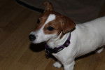 June - Jack Russell Femelle (7 mois)