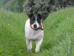 Lylou - Jack Russell Femelle (8 ans)