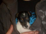 eliott - Jack Russell Mâle (2 mois)