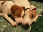 Tooty et gamine - Jack Russell Mâle (1 mois)