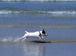 Un Jack Russel court au milieu des vagues