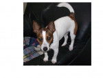 missa - Jack Russell Femelle (1 an)
