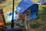 Rosi - Jack Russell Femelle (4 ans)