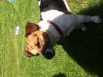 Maisie - Jack Russell Femelle (3 ans)
