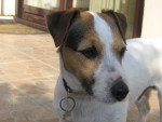 Bilky - Jack Russell Mâle (4 ans)