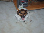 Dolly - Jack Russell Femelle (3 ans)