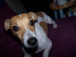 Jack Russell Terrier Malou - Jack Russell