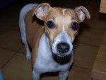 Jack Russell, Malou - Jack Russell