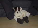 jack russell scotch - Jack Russell