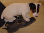jack russell scotch - Jack Russell