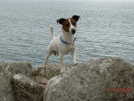 Jack russell - Jack Russell
