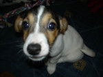 bungle jack russell - Jack Russell