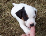 Jack Russell (Nimrod) - Jack Russell