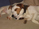 jack russell jack et lola - Jack Russell