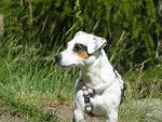 Dolly - Jack Russell Femelle (1 an)