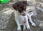 Jack Russell - Jack Russell