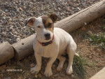 Jack Russell Terrier - Biscotte de la Haute Chaumiane - Jack Russell