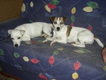 jack russell.aska et abyss - Jack Russell