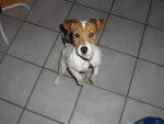 doowy jack russelle - Jack Russell