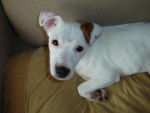 Jack Russell - Archie - Jack Russell