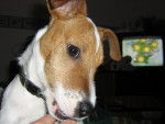 jack russell - Jack Russell