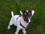 Jack Russell, je m'appelle Otys - Jack Russell