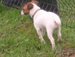 jack russells - Jack Russell