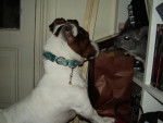 Jack russell Louska et Gus - Jack Russell