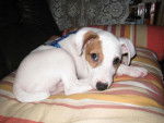 Cyrus, Jack Russell - Jack Russell