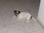 CASSIE jack russell - Jack Russell