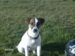 CASSIE jack russell - Jack Russell