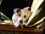 Cyrus, Jack Russell - Jack Russell