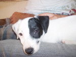 jack russell COSMO - Jack Russell