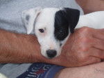 jack russell COSMO - Jack Russell