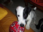 jack russell COSMO - Jack Russell