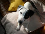 jack russell COSMO - Jack Russell