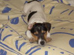 Jack Russell Costa - Jack Russell