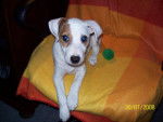 Cyrus, Jack Russell - Jack Russell