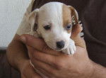 jack russell chiot 2 mois - Jack Russell Femelle (2 mois)