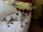 jack russell bidule - Jack Russell