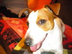 jack russell enzo - Jack Russell