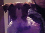 jack russell enzo - Jack Russell
