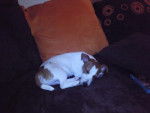 jack russell enzo - Jack Russell