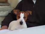 jack russell enzo - Jack Russell
